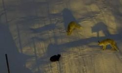 Hakkari’de iki tilki ve bir kedinin ilginç anları