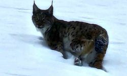 Hizan'da görüntülenen vaşak görenleri şaşırttı