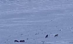 Karayazı’da kurtlar yerleşim yerine indi: Yavru köpek telef oldu