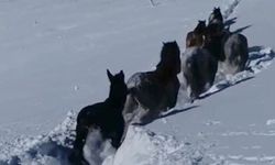 Karla kaplı bölgede seferberlik: At ve katırlar ölümden döndü