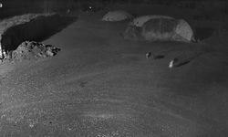 Kars'ta kurtlar köpeği hedef aldı