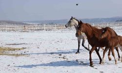 Malatya’da 2026 yarış sezonunun umudu taylar doğmaya başladı