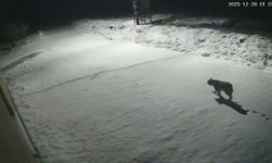 Malatya'da vaşak kameralara yansıdı