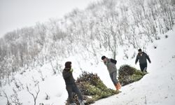 Muşlu besicilerin kızaklı mesaisi