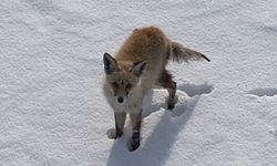 Önce merak etti, sonra vazgeçti: Kars’ta tilkinin drone’la imtihanı