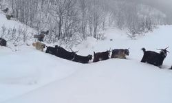 Yaban domuzu çobana saldırdı, o anlar kamerada