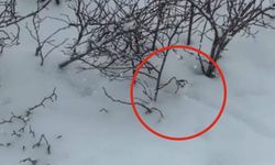 Ahlat’ta "gelincik" görüntülendi