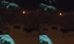 Ahlat’ta domuz sürüsü görüntülendi