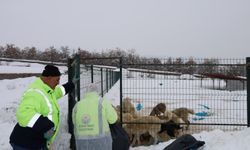 Güroymak Belediyesi sahipsiz hayvanlara sahip çıkıyor