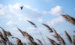 Meteoroloji’den Bitlis için sarı kodlu fırtına uyarısı