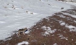 Kurt sürüsü dron kamerasında