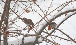 Aç kalan kuşlar ağaçlarda kalan meyvelerle hayatta kalıyor