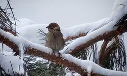Bitlis’te Kar Etkili Oldu, Aç Kalan Serçeler Ağaçlara Tünedi