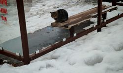 Bitlis’te soğuk hava sokak kedilerini minibüs duraklarına yöneltti