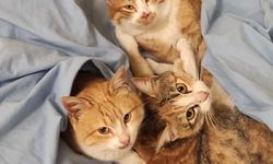 Güroymak’ta çocuklardan örnek davranış: Üşüyen kedileri eve alıp ısıttılar