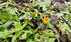 Tatvan’da karın altında çiçekler açtı