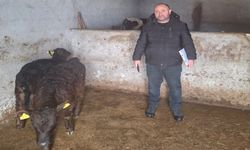 Adilcevaz’da gebe düve kontrolleri aralıksız sürüyor