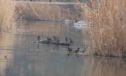 Ağrı Dağı Milli Parkı kuş türleriyle dikkat çekiyor