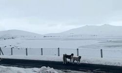 Ağrı’da sokak köpekleri korku saçıyor