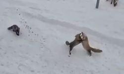 Ardahan’da tilkiler arasında ekmek kavgası
