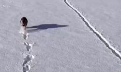 Beyaz örtü üzerinde vahşi yaşam: Kurtlar kemikle objektife yansıdı