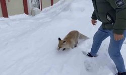 Bingöl’de kızıl tilki şehir sokaklarında görüntülendi