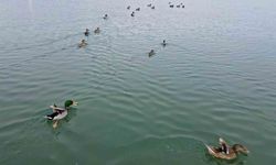 Bitlis’te dondurucu soğuk: Sazlıklar dondu, kuşlar göle sığındı