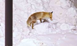 Bitlis'te tilki sürprizi, o anlar görüntülendi