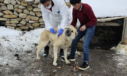 Diyadin’de köpekler kuduz aşısıyla koruma altına alındı