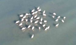 Flamingolar bu yıl da Van'ı terk etmedi