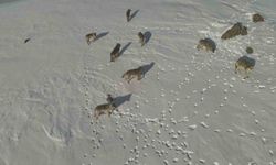 Karayazı'da kurtlar gün ortasında ortaya çıktı