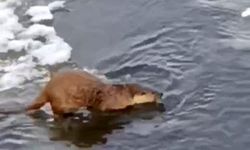 Kış manzarasında av keyfi: Su samuru objektiflere takıldı