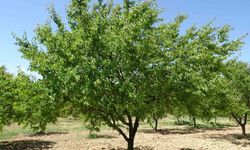 MTÜ’den uluslararası düzeyde akademik başarı