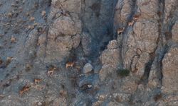 Munzur'un sarp kayalıklarında yaban keçileri görüntülendi