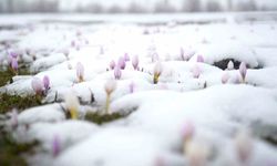 Muş'ta çiğdemler beyaz örtüye teslim oldu