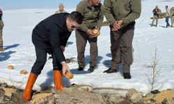 Özalp’ta yaban hayvanları unutulmadı