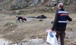 Salkım iş başında: Jandarmanın iz takip köpeği kayıp şahsı arıyor
