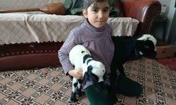 Soğuk hava minik kuzuları anne şefkatiyle eve taşıdı