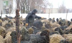 Tarım ve hayvancılıkta Muş’a devlet eli değdi
