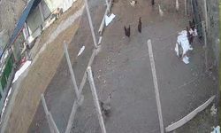 Tilki kümese girdi, tavuğu kaptı