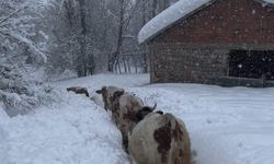 Tunceli beyaza büründü, inekler karda kayboldu