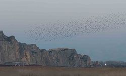 Van Kalesi semalarında sığırcıkların dansı mest etti