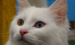 Van Kedisi’nde kızgınlık dönemi yılda üç defa tekrarlanıyor