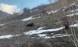 Yavru yaban domuzu doğada sürüsünü aradı