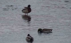 Yeşilbaş ördeklerin şehirdeki yemek mesaisi gülümsetti