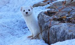 Tatvan’da "Beyaz Gelincik" görüntülendi
