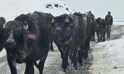 Budaklı köyünde kaplıcadan dönen mandalar ilgi çekti