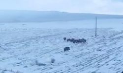Adilcevaz’da tarlada domuz sürüsü görüntüledi