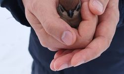 Tatvan’da Duyarlı Vatandaş Yaralı Serçeyi Hayata Döndürdü