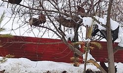 Güroymak’ta kendini kuş sanan tavuklar ağaca çıktı